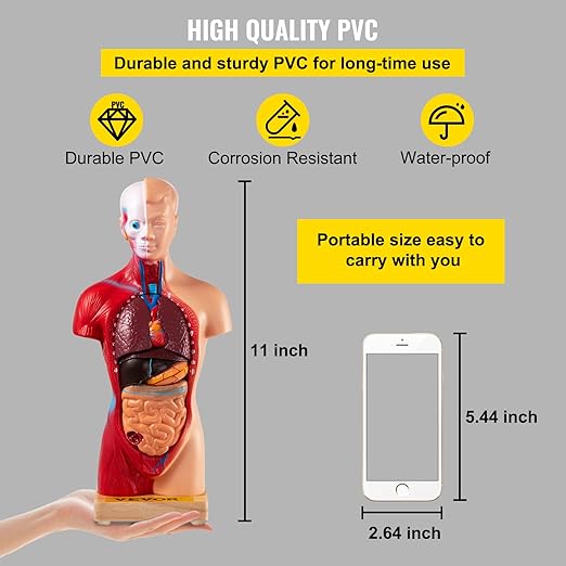 VEVOR Human Torso Anatomy Model, 15 Parts, 11 Inch Human Body Model w/Brian Skull Head Heart and Removable Organs, Display Base & Product Manual Included, for Student Education Learning Display