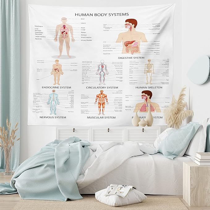 Ambesonne Human Anatomy Tapestry, Chart of Organs Body Structures Biology Themed Cartoon Schemes, Fabric Wall Hanging Decor for Bedroom Living Room Dorm, 45" X 30", White and Multicolor