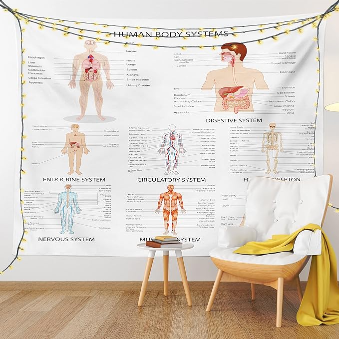 Ambesonne Human Anatomy Tapestry, Chart of Organs Body Structures Biology Themed Cartoon Schemes, Fabric Wall Hanging Decor for Bedroom Living Room Dorm, 45" X 30", White and Multicolor