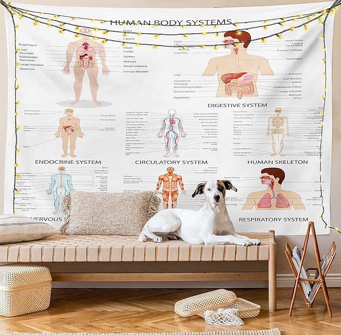 Ambesonne Human Anatomy Tapestry, Chart of Organs Body Structures Biology Themed Cartoon Schemes, Fabric Wall Hanging Decor for Bedroom Living Room Dorm, 45" X 30", White and Multicolor