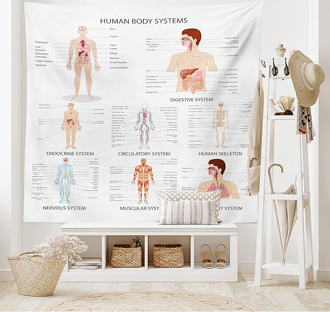 Ambesonne Human Anatomy Tapestry, Chart of Organs Body Structures Biology Themed Cartoon Schemes, Fabric Wall Hanging Decor for Bedroom Living Room Dorm, 45" X 30", White and Multicolor