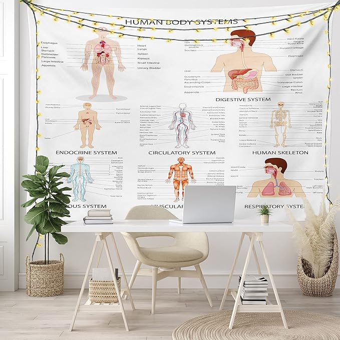 Ambesonne Human Anatomy Tapestry, Chart of Organs Body Structures Biology Themed Cartoon Schemes, Fabric Wall Hanging Decor for Bedroom Living Room Dorm, 45" X 30", White and Multicolor